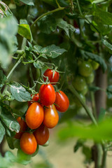 closeup of a bunch ripe roma tomatoes hanging on a vine - obrazy, fototapety, plakaty