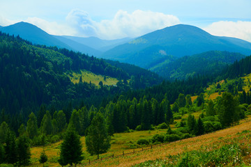 Obraz premium wild nature, summer landscape in carpathian mountains, wildflowers and meadow, spruces on hills, beautiful cloudy sky