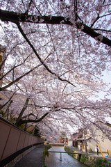 Sakura (Cherry) Blossom at a street in Kyoto, Japan
