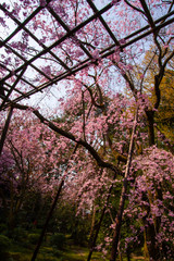 Sakura (Cherry) Blossom in Kyoto, Japan