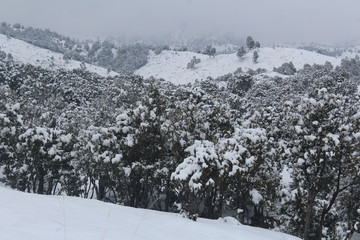 landscape with trees and mountains in winter