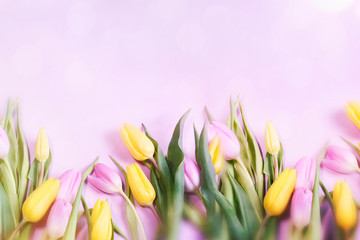 Pink Tulips Flowers  for March 8, International Womens Day, Birthday , Valentines Day or Mothers day