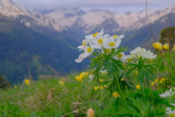  Blooming anemone in the mountains. Primroses in the mountains. Beautiful white flower on a background of snowy peaks. Blurred background.