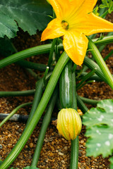 Close up of zucchini fruit, plants and flower grown in an ecological greenhouse.
