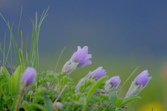 Beautiful primroses. The penisula blooms in the mountains. Beautiful violet flower. Close-up. Blurred background.