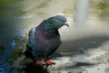wild pigeon looks into the camera lens