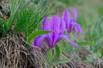  Blooming wild iris. Close-up. Beautiful violet flower.