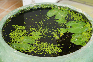 Fototapeta na wymiar Lotus basin filled with duckweed
