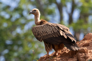 portrait of a himalaya vulture in evacuation season