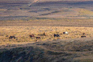 Fototapeta na wymiar Herd of Icelandic horses grazing in valley during sunny day in Iceland