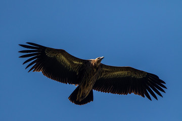 portrait of a himalaya vulture in evacuation season