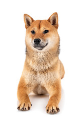 shiba inu in studio