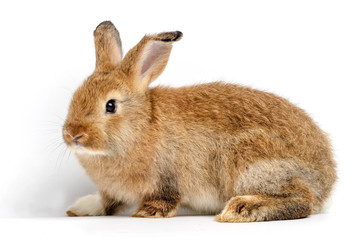 Cute little brown rabbit On a white background. The concept of mammals and Easter.  isolated