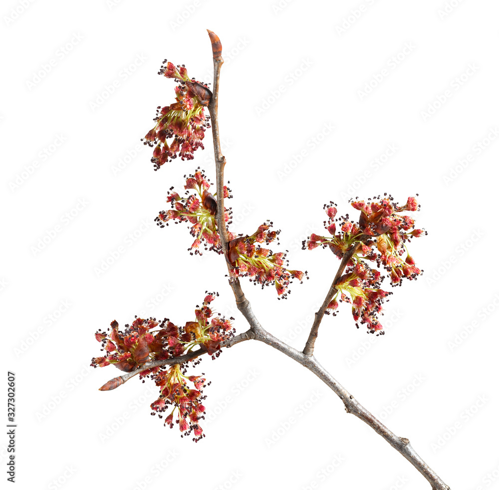 Wall mural macro of elm flowers