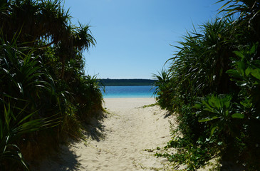 正面に島のあるエメラルドグリーンの海と両側が南国の植物の白い砂浜