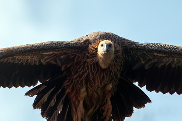 portrait of a himalaya vulture in evacuation season