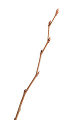 Unfold buds on tree twig