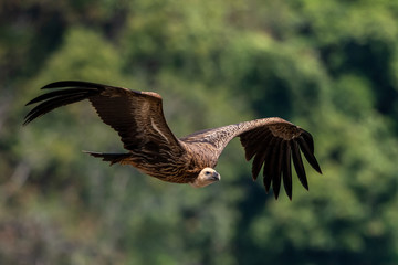 portrait of a himalaya vulture in evacuation season