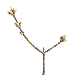 Ash tree flower buds