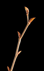 Macro of unfold buds on tree twig