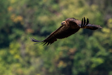 portrait of a himalaya vulture in evacuation season