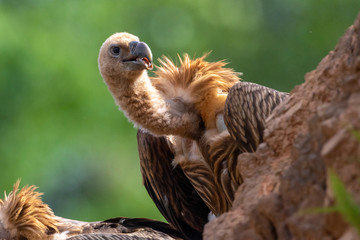 portrait of a himalaya vulture in evacuation season