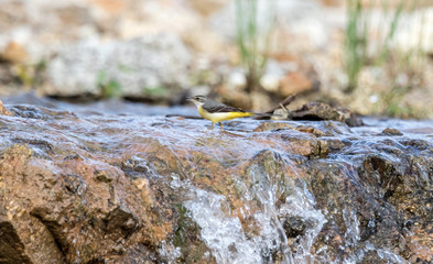 Grey wagtail in evacuation season