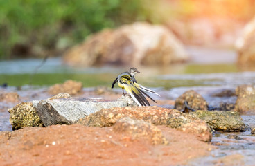 Grey wagtail in evacuation season