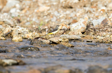 Grey wagtail in evacuation season