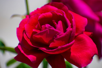 中之島公園の赤い薔薇