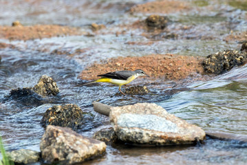 Grey wagtail in evacuation season