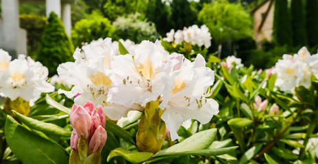 Blooming beautiful Rhododendron flower 'White Cunningham' in the spring garden