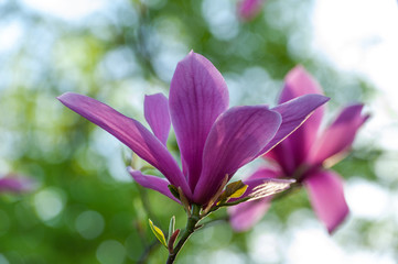 Spring blooming magnolia tree flowers