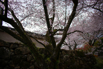 桜の姫路城