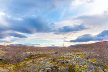 Lava field in western Iceland overgrown with moss and bushes during sunny day