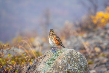 Redwing bird with colorful feathers sitting on rock in Iceland