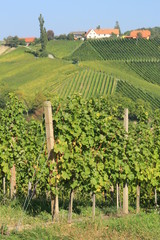 Fototapeta na wymiar Weinbauregion Südsteiermark bei Gamlitz