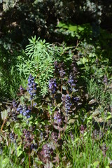 Photos of nature, flowers and grass for backgrounds and Wallpapers.