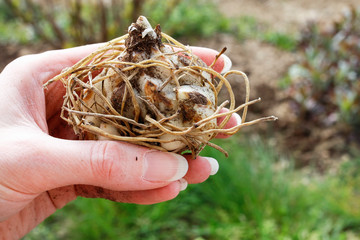 Woman holds the lily rhizome in her hand, in the garden.
