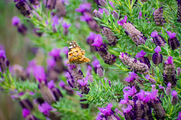 ラベンダー（デンダーダ系）