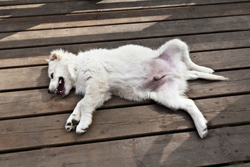 Satiety puppy dog ​​breed Labrador Retriever lies upside down on wooden boards