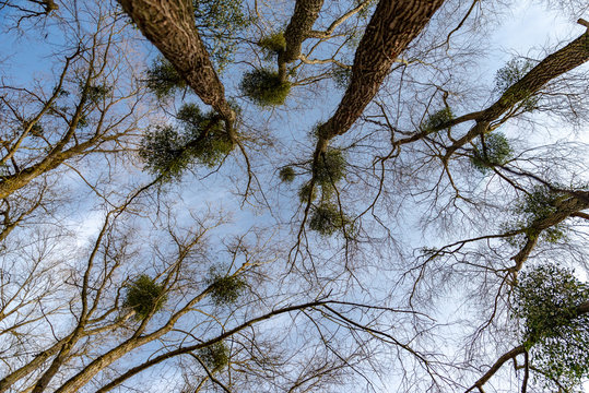 Vue de la cime d'arbre avec les boules de gui sur les branches
