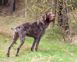 Dog breed Drathaar German Wirehaired pointer standing in spring forest