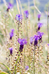 Wild flower tassel hyacinth, or  tassel grape hyacinth (Muscari comosum, Leopoldia comosa)