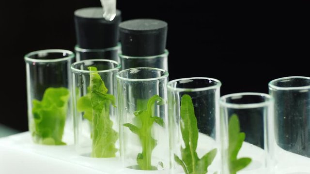 Macroshooting of test tubes with plants, they add the drug. Genetic modifications concept