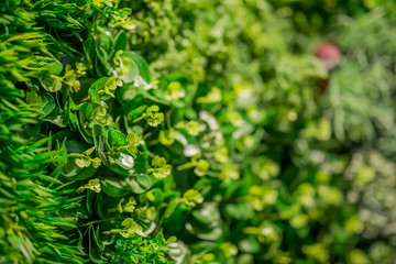 Close up of beautiful green wall background