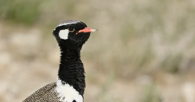 Portrait of a male white-quilled bustard (Afrotis afraoides), Etosha National Park, Namibia