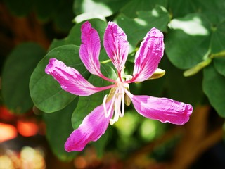 Bauhinia purpurea, arbre à orchidée au jardin botanique de Deshaies en Guadeloupe