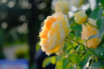 Blooming yellow rose. Beautiful sunset light. Beautiful bokeh. Close-up.