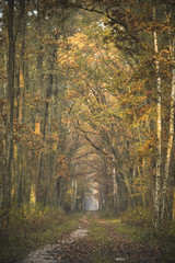 Piękne kolorowe drzewa jesienią w lesie © af-mar